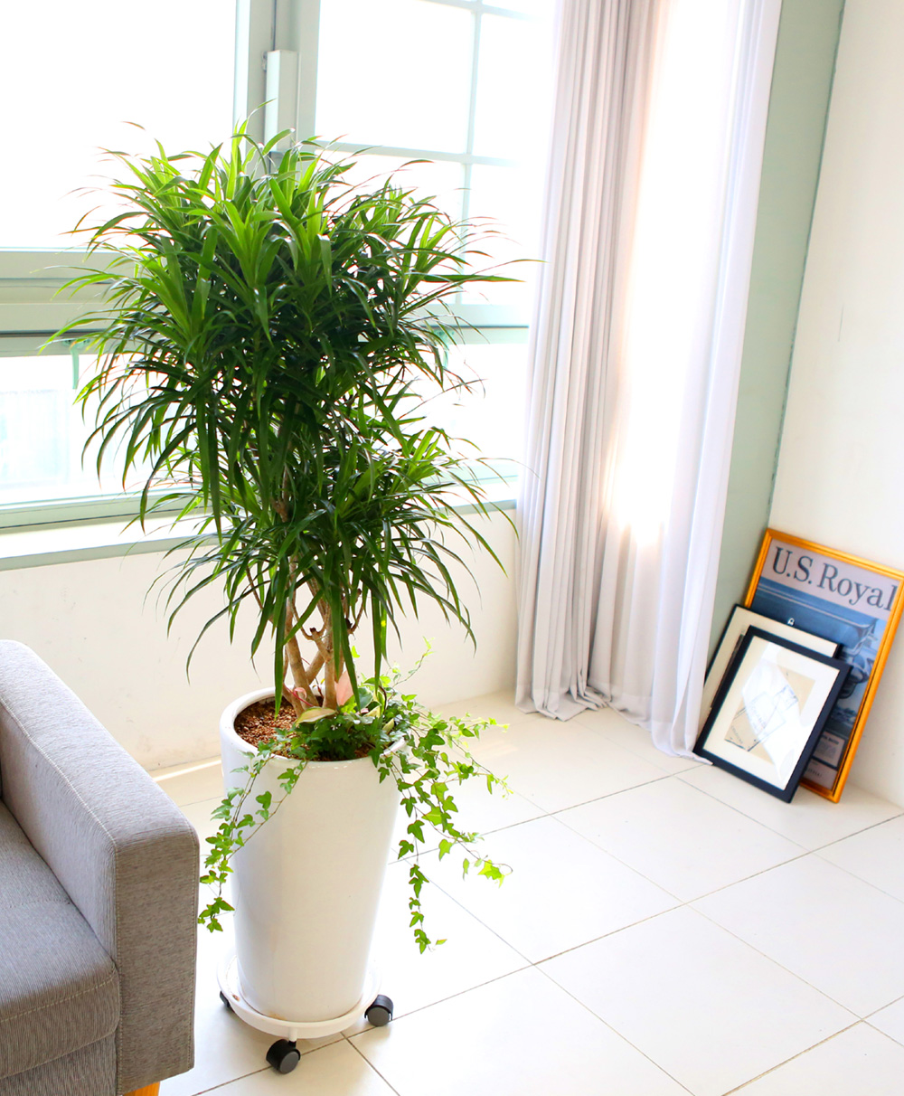 ��ǥ���� ��������ȭ�� �ǳ�������ȭ�Ĺ� - �����̱�� ���� ǳ���� �ڹ� ���� �ɹ��