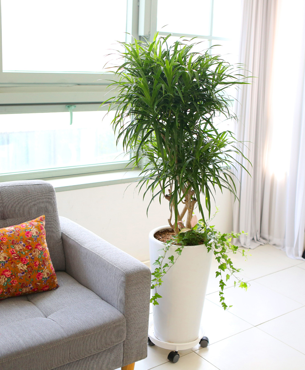 ��ǥ���� ��������ȭ�� �ǳ�������ȭ�Ĺ� - �����̱�� ���� ǳ���� �ڹ� ���� �ɹ��