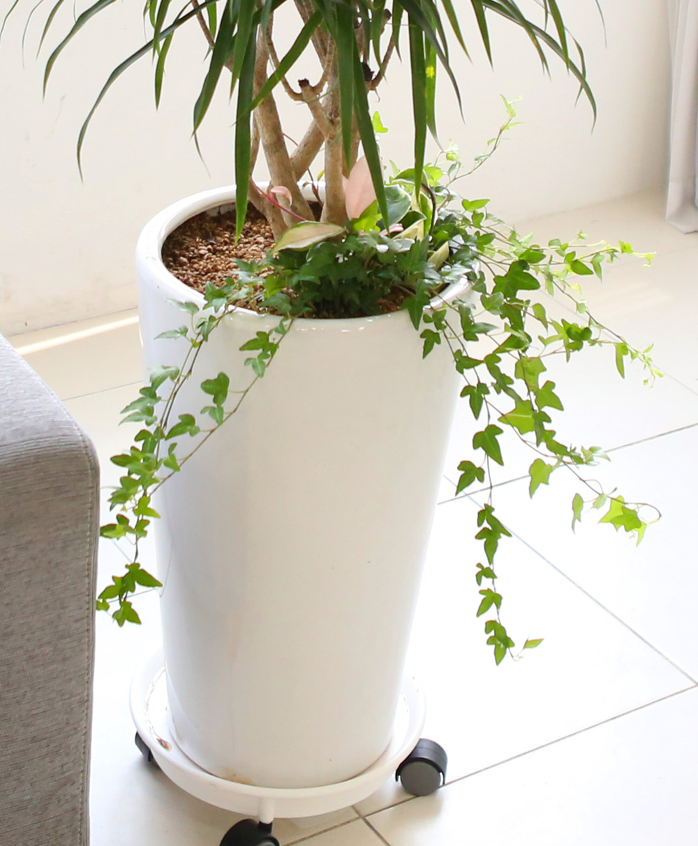 ��ǥ���� ��������ȭ�� �ǳ�������ȭ�Ĺ� - �����̱�� ���� ǳ���� �ڹ� ���� �ɹ��