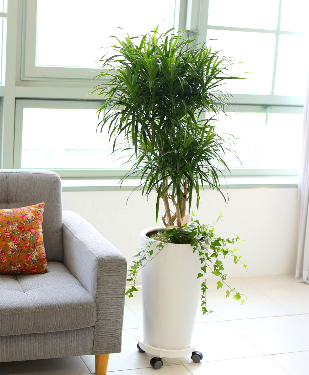 ��ǥ���� ��������ȭ�� �ǳ�������ȭ�Ĺ� - �����̱�� ���� ǳ���� �ڹ� ���� �ɹ��