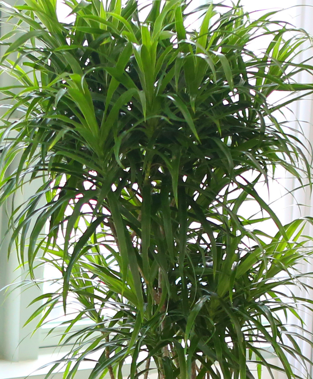 ��ǥ���� ��������ȭ�� �ǳ�������ȭ�Ĺ� - �����̱�� ���� ǳ���� �ڹ� ���� �ɹ��