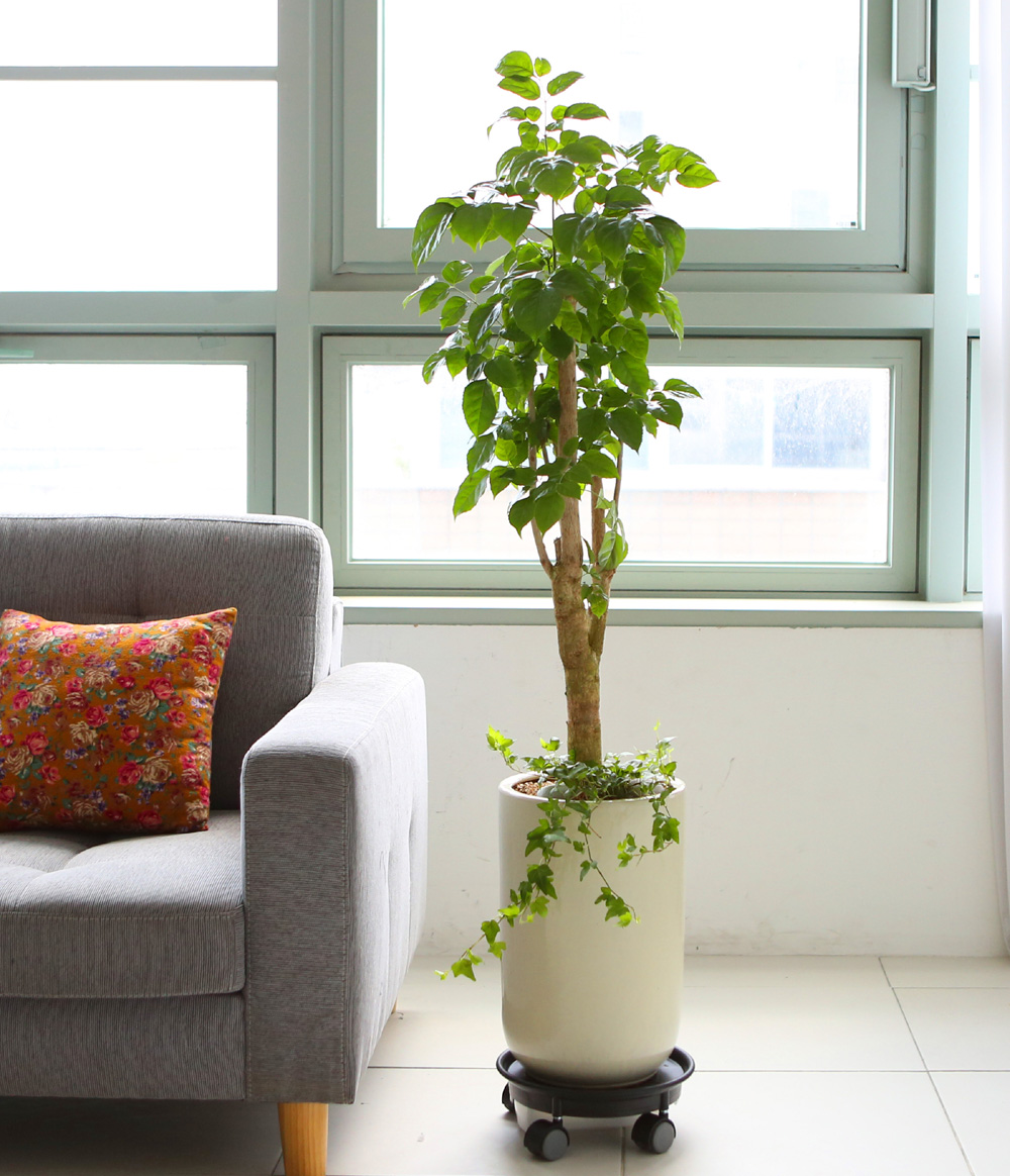 °³¾÷ÃàÇÏ´ëǥȺР- °ø±âÁ¤È´É·Â°ú Ű¿ì±â ½¬¿î ³ìº¸¼ö ²ÉÁý ²É¹è´Þ