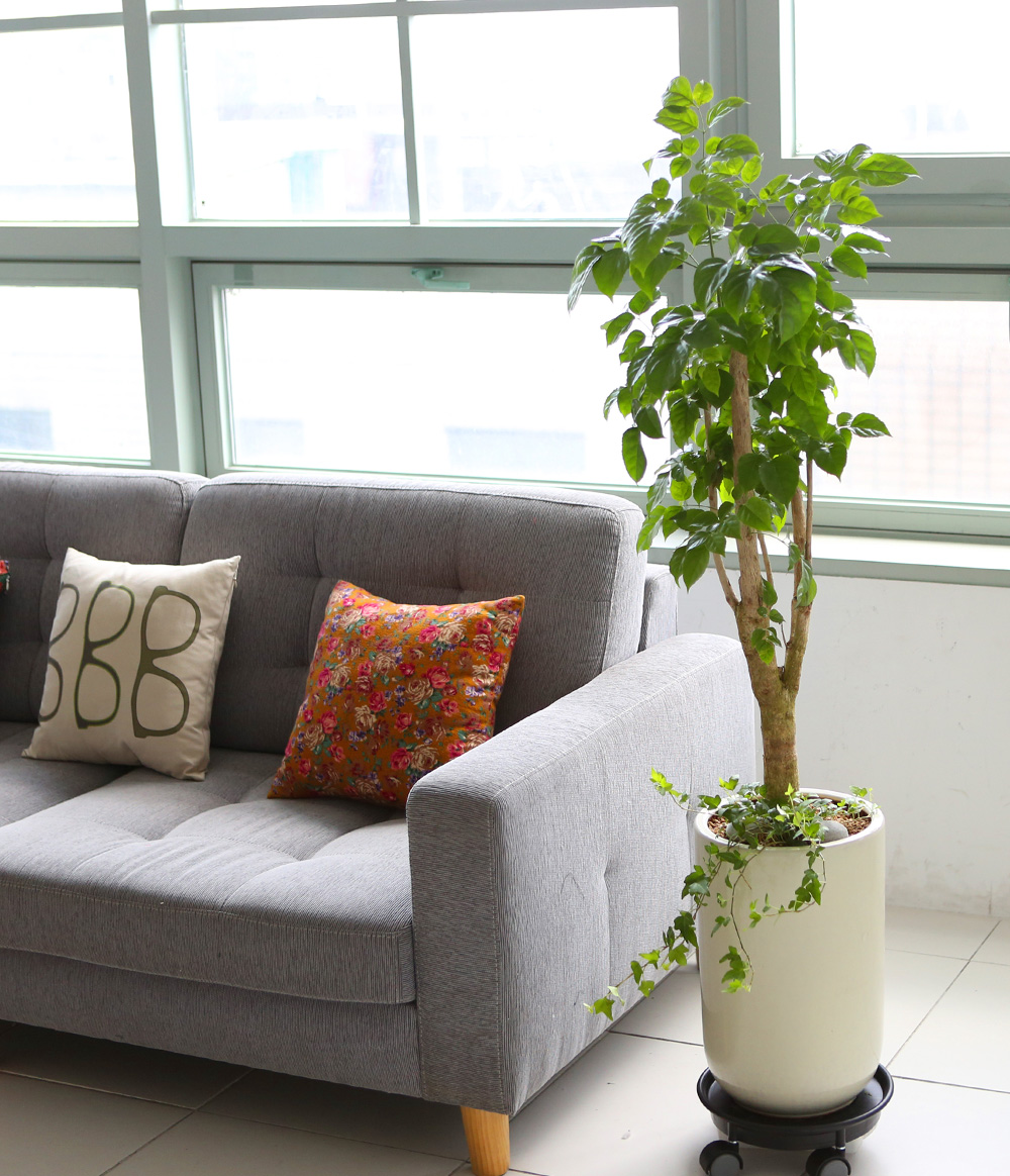 °³¾÷ÃàÇÏ´ëǥȺР- °ø±âÁ¤È´É·Â°ú Ű¿ì±â ½¬¿î ³ìº¸¼ö ²ÉÁý ²É¹è´Þ