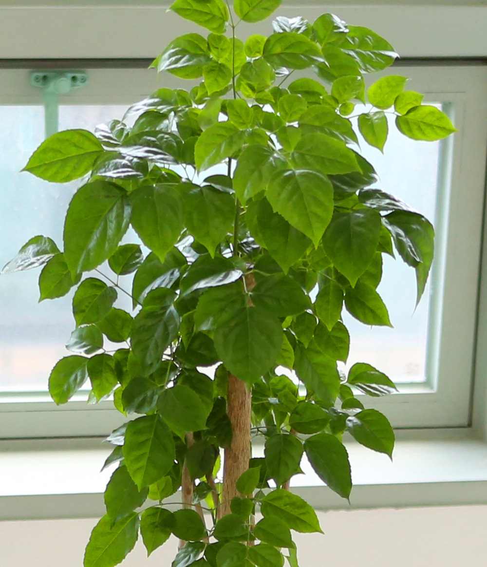 °³¾÷ÃàÇÏ´ëǥȺР- °ø±âÁ¤È´É·Â°ú Ű¿ì±â ½¬¿î ³ìº¸¼ö ²ÉÁý ²É¹è´Þ