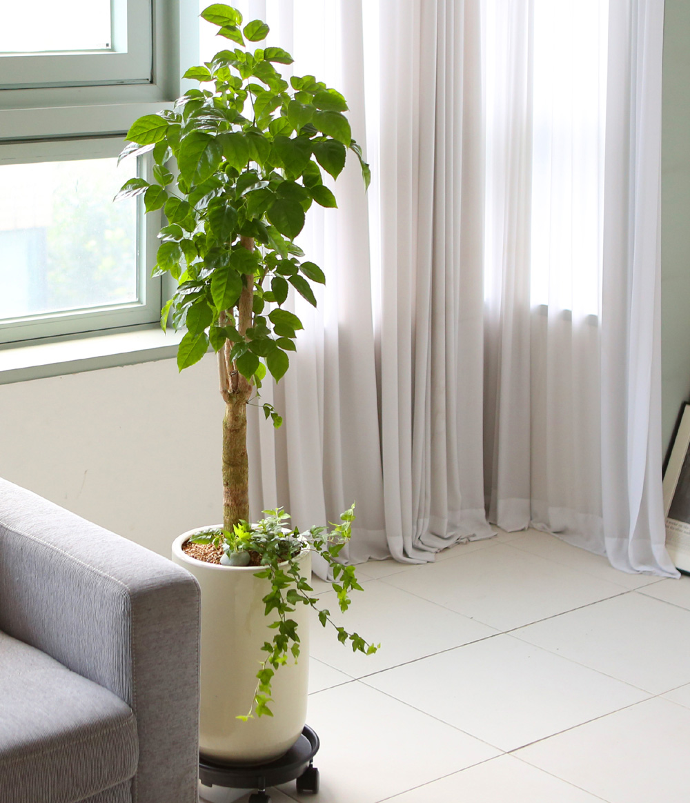 °³¾÷ÃàÇÏ´ëǥȺР- °ø±âÁ¤È´É·Â°ú Ű¿ì±â ½¬¿î ³ìº¸¼ö ²ÉÁý ²É¹è´Þ