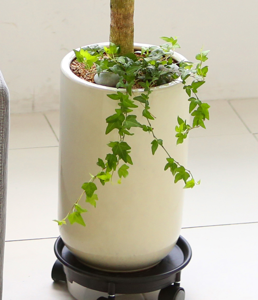 °³¾÷ÃàÇÏ´ëǥȺР- °ø±âÁ¤È´É·Â°ú Ű¿ì±â ½¬¿î ³ìº¸¼ö ²ÉÁý ²É¹è´Þ