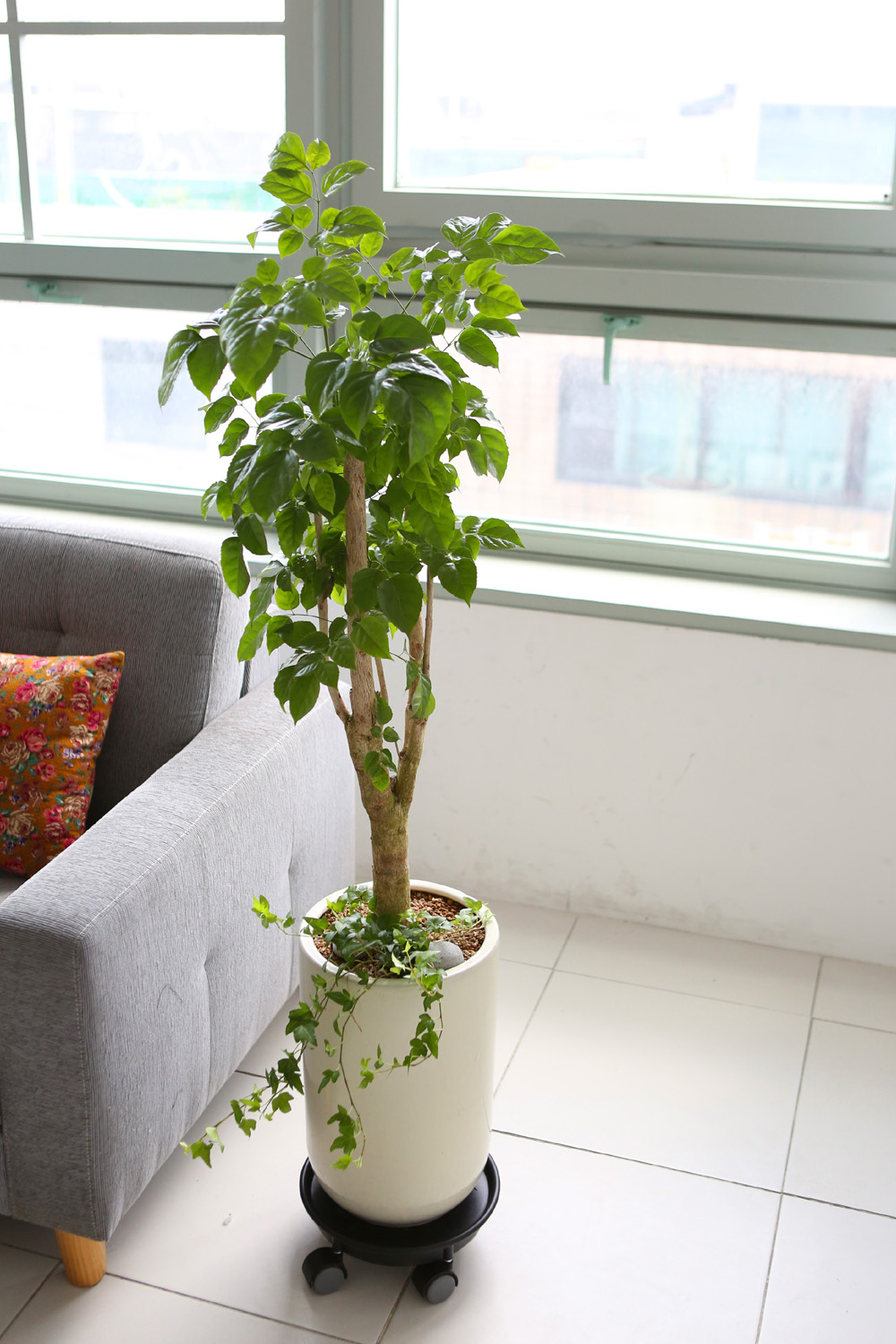 °³¾÷ÃàÇÏ´ëǥȺР- °ø±âÁ¤È´É·Â°ú Ű¿ì±â ½¬¿î ³ìº¸¼ö ²ÉÁý ²É¹è´Þ