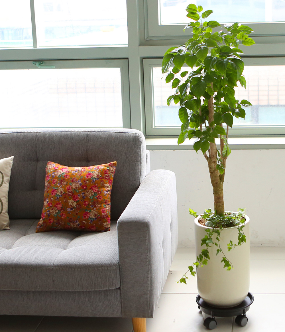 °³¾÷ÃàÇÏ´ëǥȺР- °ø±âÁ¤È´É·Â°ú Ű¿ì±â ½¬¿î ³ìº¸¼ö ²ÉÁý ²É¹è´Þ