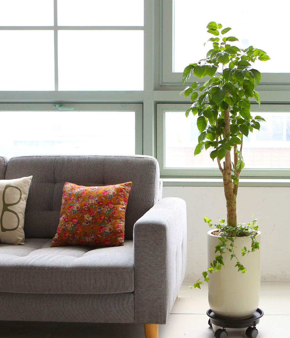 °³¾÷ÃàÇÏ´ëǥȺР- °ø±âÁ¤È´É·Â°ú Ű¿ì±â ½¬¿î ³ìº¸¼ö ²ÉÁý ²É¹è´Þ