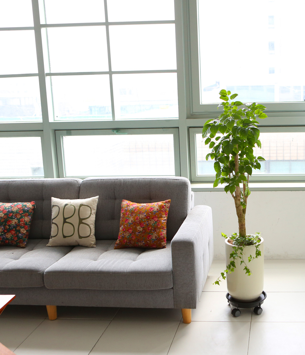 °³¾÷ÃàÇÏ´ëǥȺР- °ø±âÁ¤È´É·Â°ú Ű¿ì±â ½¬¿î ³ìº¸¼ö ²ÉÁý ²É¹è´Þ