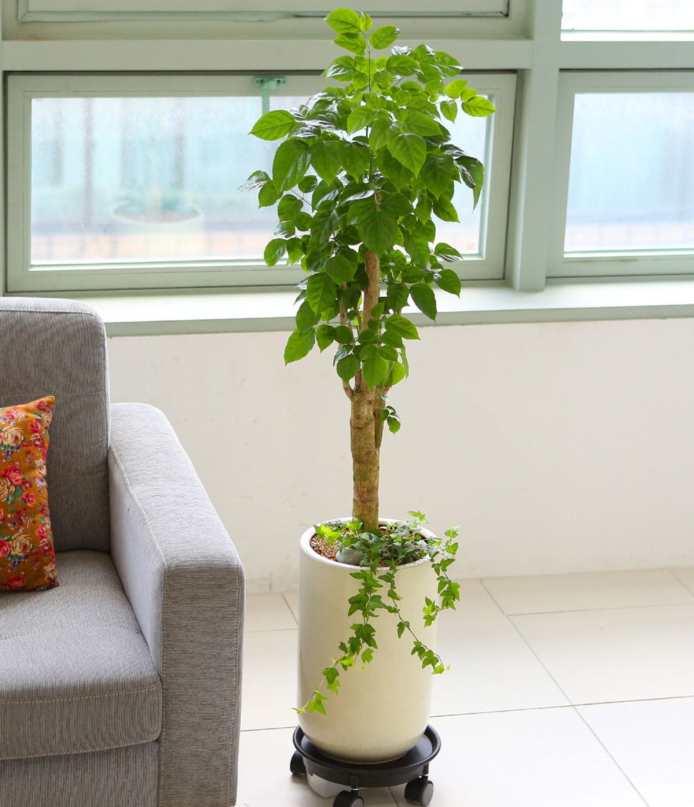 °³¾÷ÃàÇÏ´ëǥȺР- °ø±âÁ¤È´É·Â°ú Ű¿ì±â ½¬¿î ³ìº¸¼ö ²ÉÁý ²É¹è´Þ