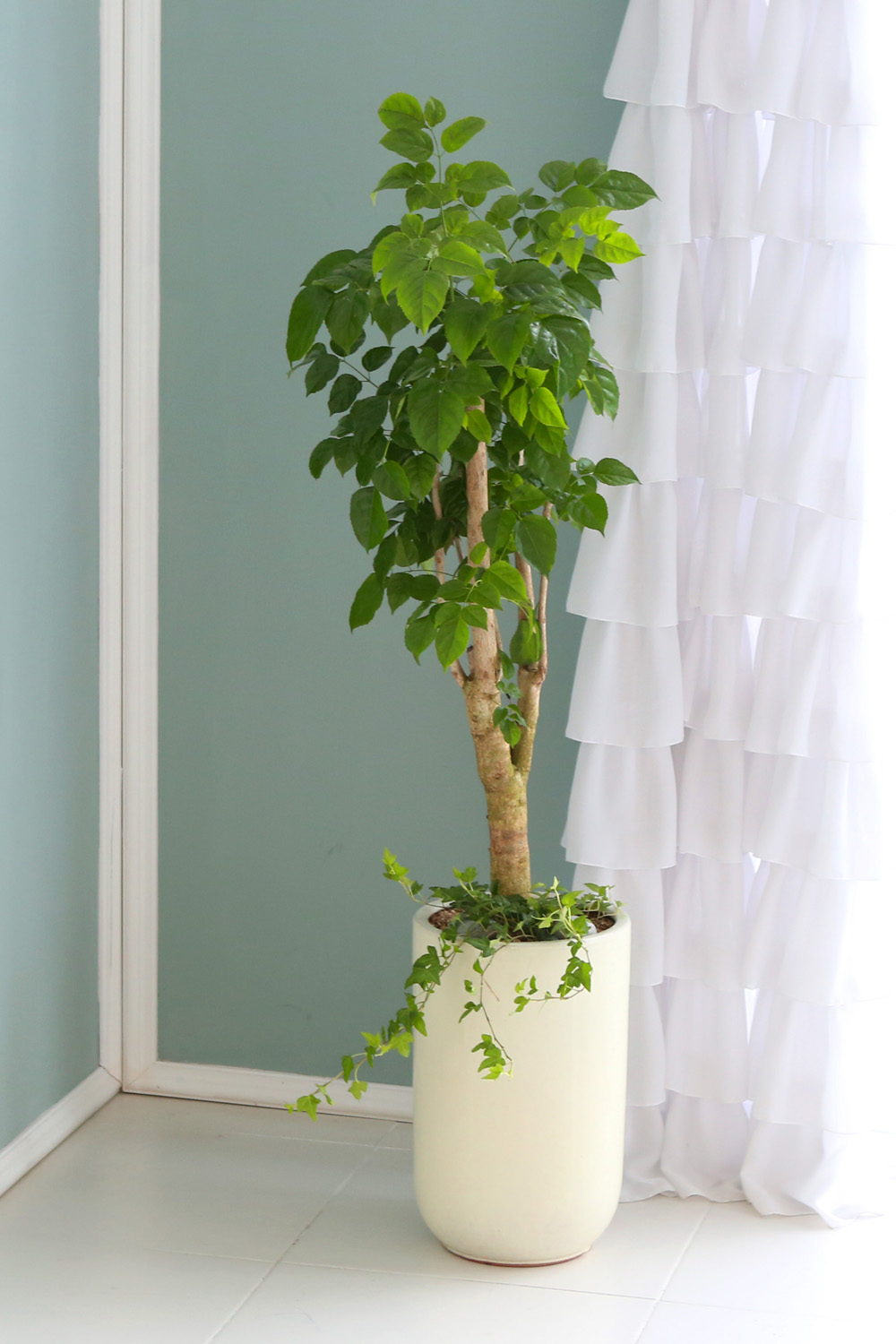 °³¾÷ÃàÇÏ´ëǥȺР- °ø±âÁ¤È´É·Â°ú Ű¿ì±â ½¬¿î ³ìº¸¼ö ²ÉÁý ²É¹è´Þ