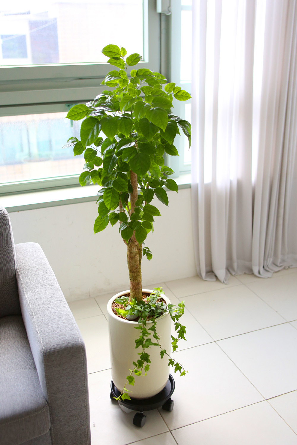 °³¾÷ÃàÇÏ´ëǥȺР- °ø±âÁ¤È´É·Â°ú Ű¿ì±â ½¬¿î ³ìº¸¼ö ²ÉÁý ²É¹è´Þ