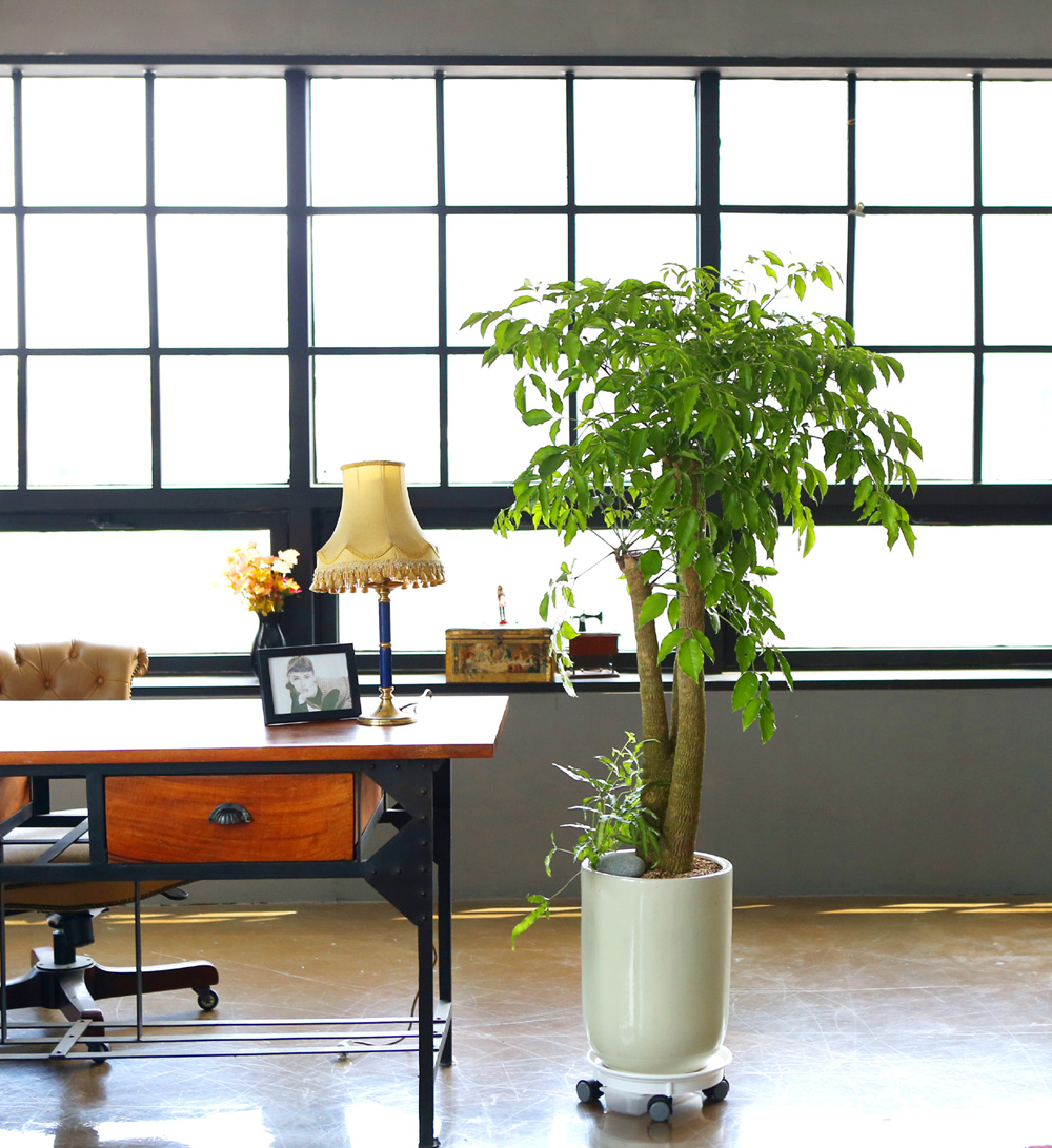 °³¾÷ÃàÇÏ´ëǥȺР- ÇູÀ»Áִ³ª¹« ÇØÇÇÆ®¸® ²ÉÁý ²É¹è´Þ