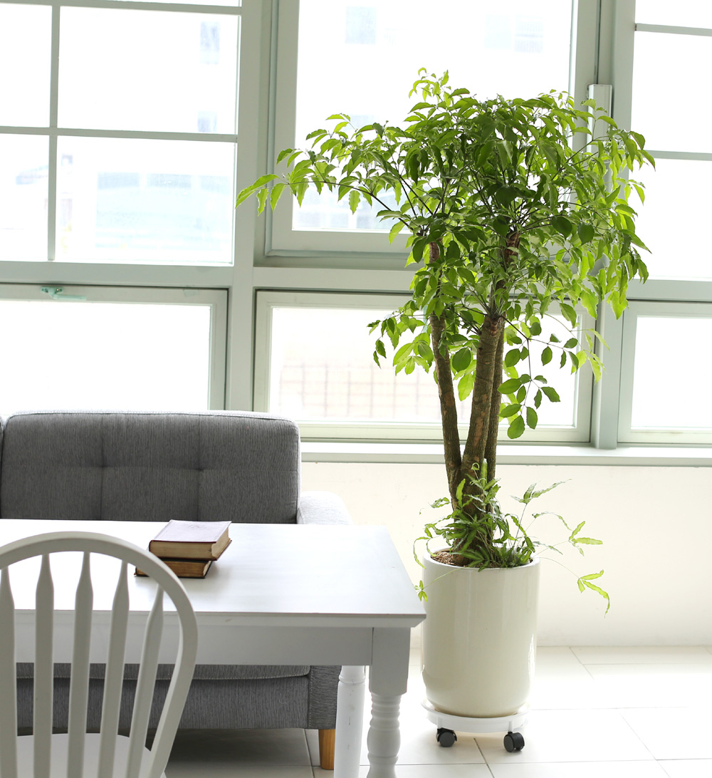 °³¾÷ÃàÇÏ´ëǥȺР- ÇູÀ»Áִ³ª¹« ÇØÇÇÆ®¸® ²ÉÁý ²É¹è´Þ