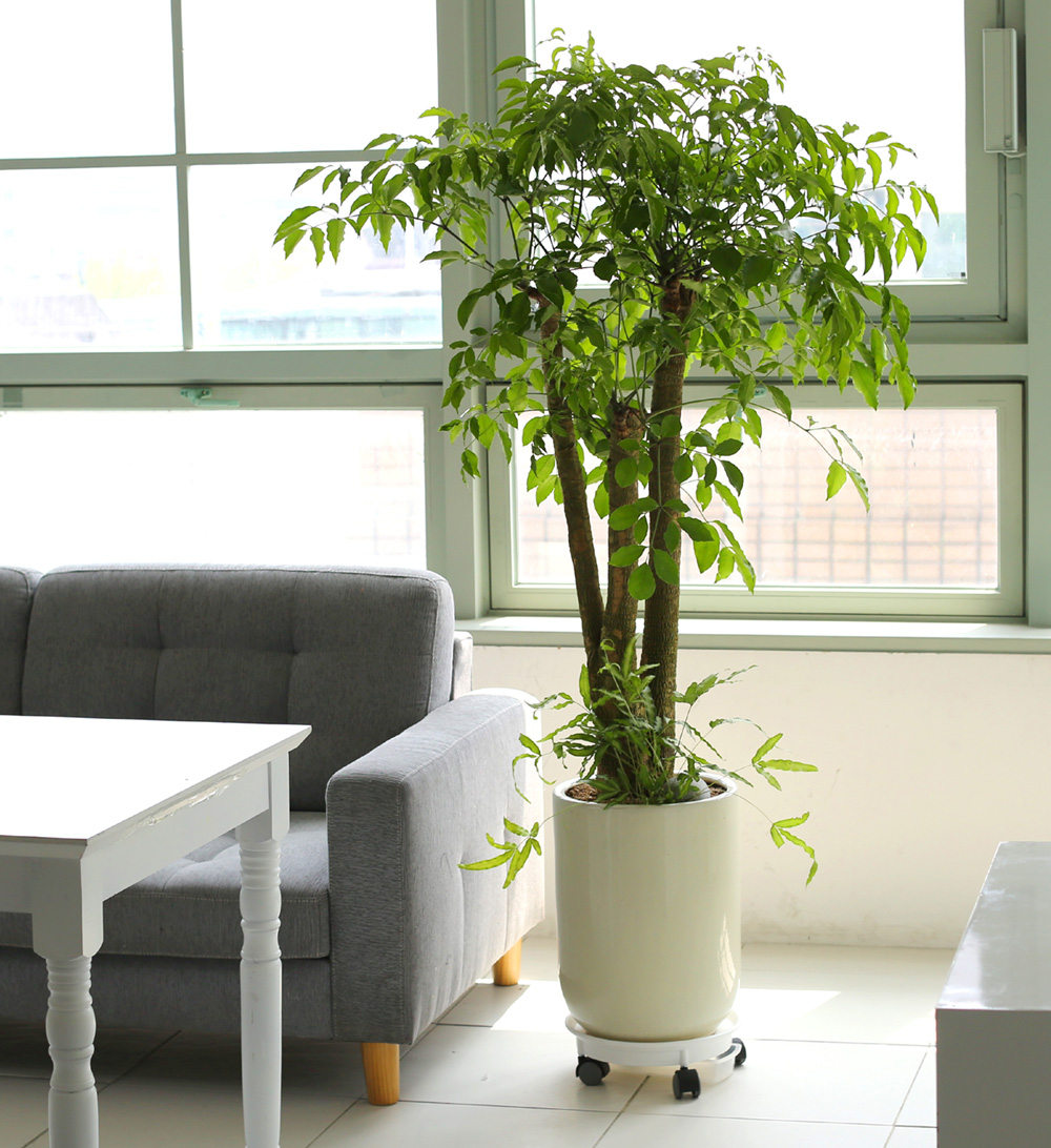 °³¾÷ÃàÇÏ´ëǥȺР- ÇູÀ»Áִ³ª¹« ÇØÇÇÆ®¸® ²ÉÁý ²É¹è´Þ