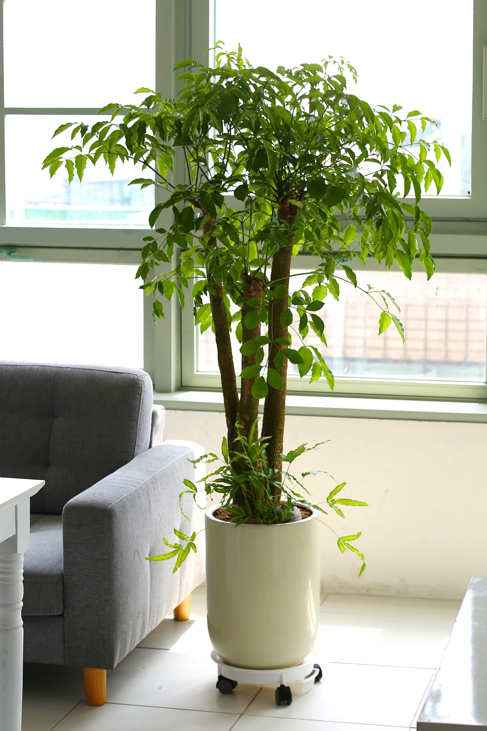 °³¾÷ÃàÇÏ´ëǥȺР- ÇູÀ»Áִ³ª¹« ÇØÇÇÆ®¸® ²ÉÁý ²É¹è´Þ