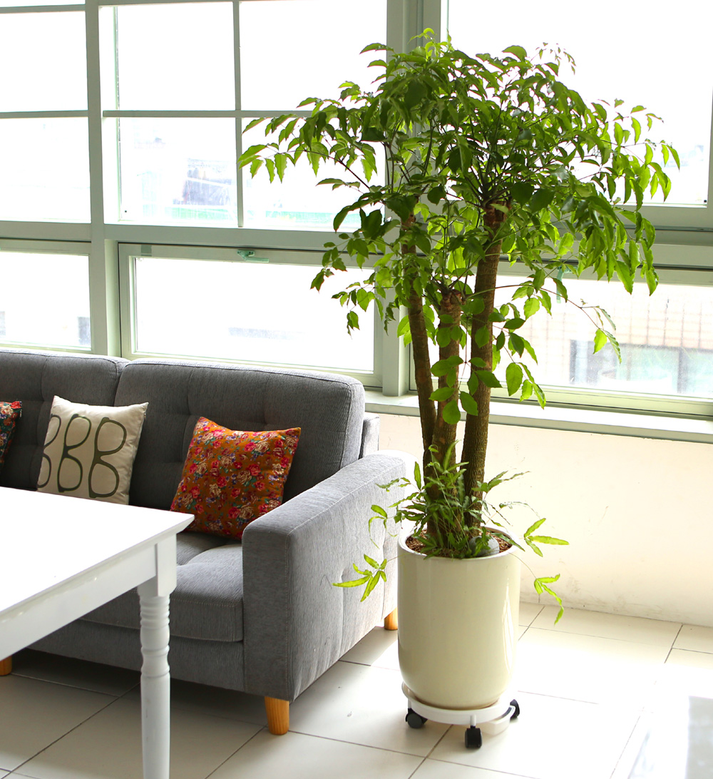 °³¾÷ÃàÇÏ´ëǥȺР- ÇູÀ»Áִ³ª¹« ÇØÇÇÆ®¸® ²ÉÁý ²É¹è´Þ