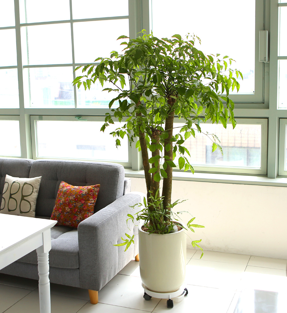 °³¾÷ÃàÇÏ´ëǥȺР- ÇູÀ»Áִ³ª¹« ÇØÇÇÆ®¸® ²ÉÁý ²É¹è´Þ