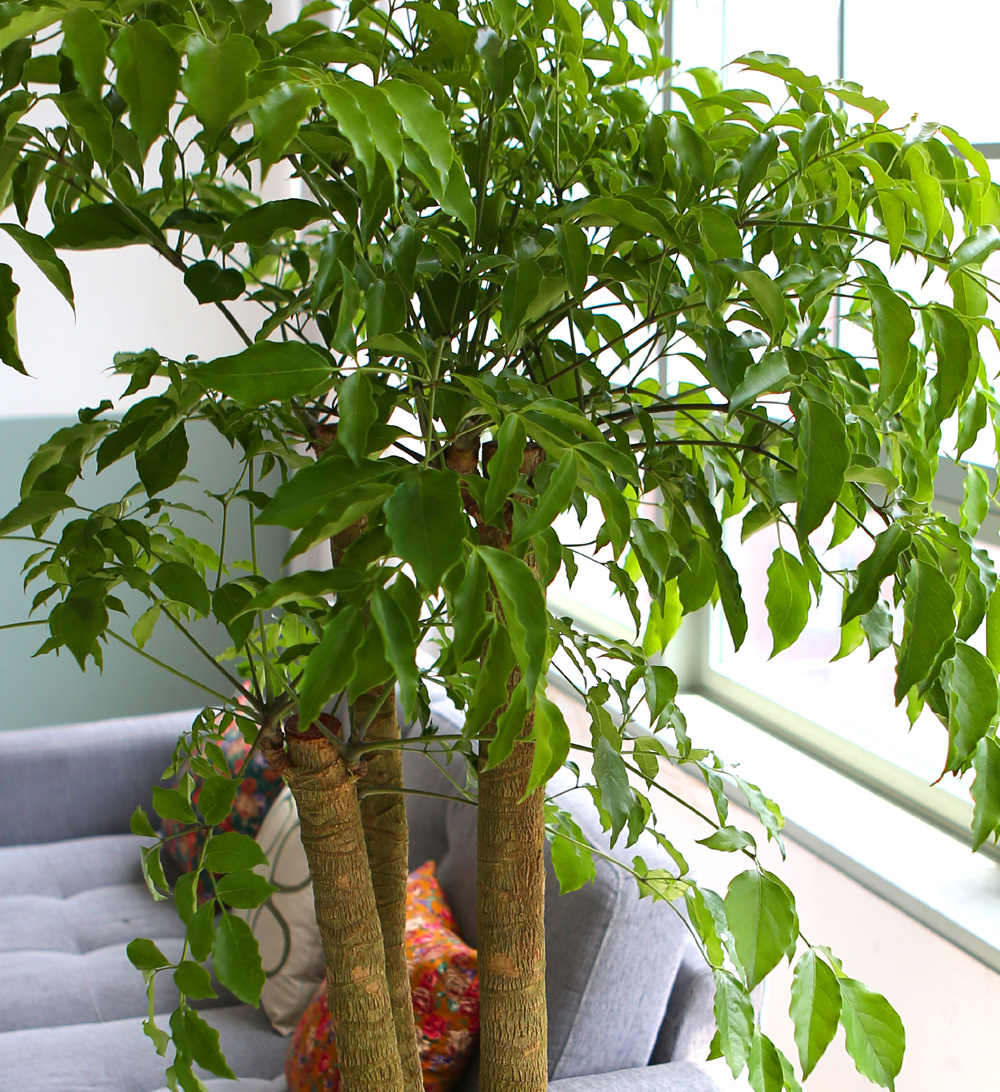 °³¾÷ÃàÇÏ´ëǥȺР- ÇູÀ»Áִ³ª¹« ÇØÇÇÆ®¸® ²ÉÁý ²É¹è´Þ