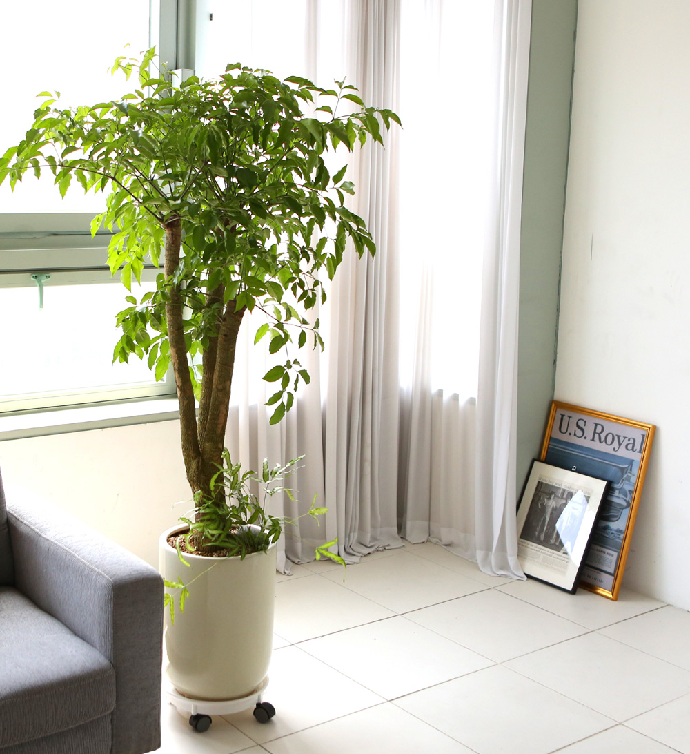 °³¾÷ÃàÇÏ´ëǥȺР- ÇູÀ»Áִ³ª¹« ÇØÇÇÆ®¸® ²ÉÁý ²É¹è´Þ