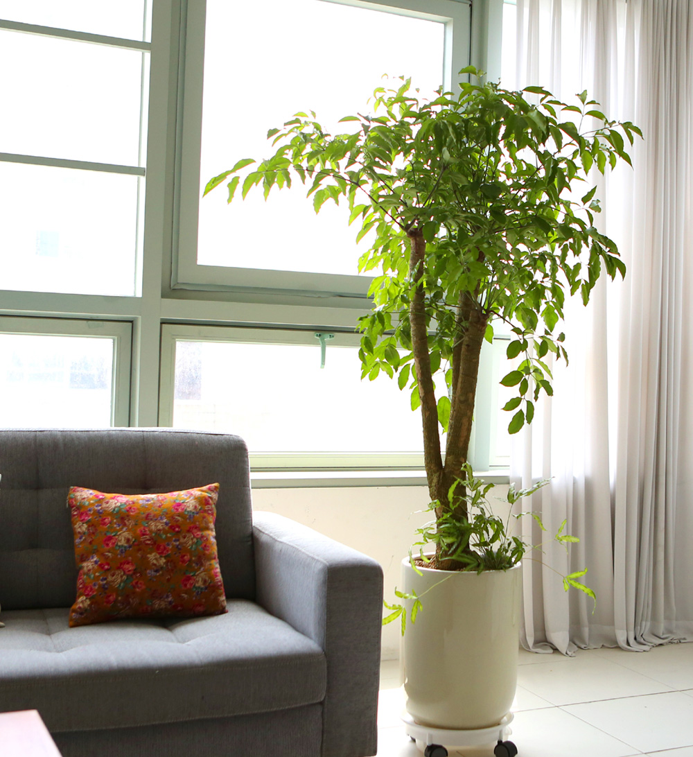 °³¾÷ÃàÇÏ´ëǥȺР- ÇູÀ»Áִ³ª¹« ÇØÇÇÆ®¸® ²ÉÁý ²É¹è´Þ