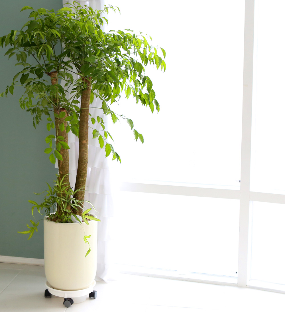 °³¾÷ÃàÇÏ´ëǥȺР- ÇູÀ»Áִ³ª¹« ÇØÇÇÆ®¸® ²ÉÁý ²É¹è´Þ