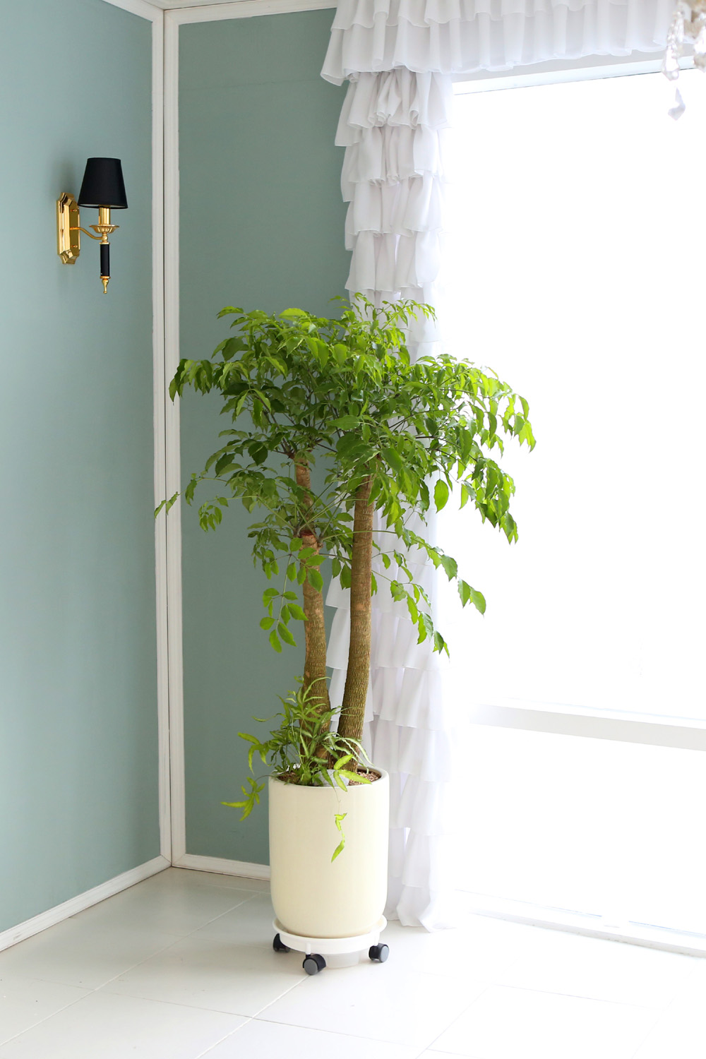 °³¾÷ÃàÇÏ´ëǥȺР- ÇູÀ»Áִ³ª¹« ÇØÇÇÆ®¸® ²ÉÁý ²É¹è´Þ