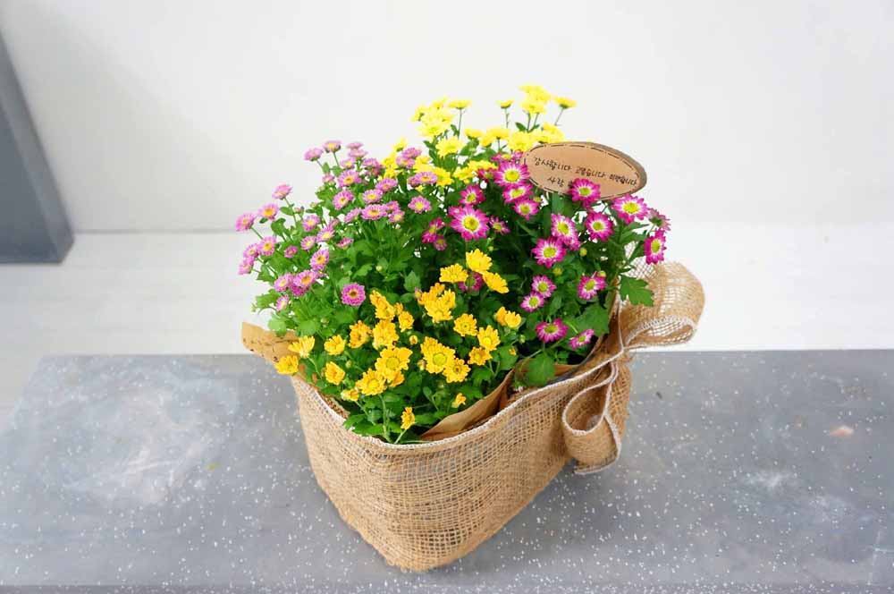[ȭĹ]Garden gift basket - This is really cool looking!(   ü)  ɹ