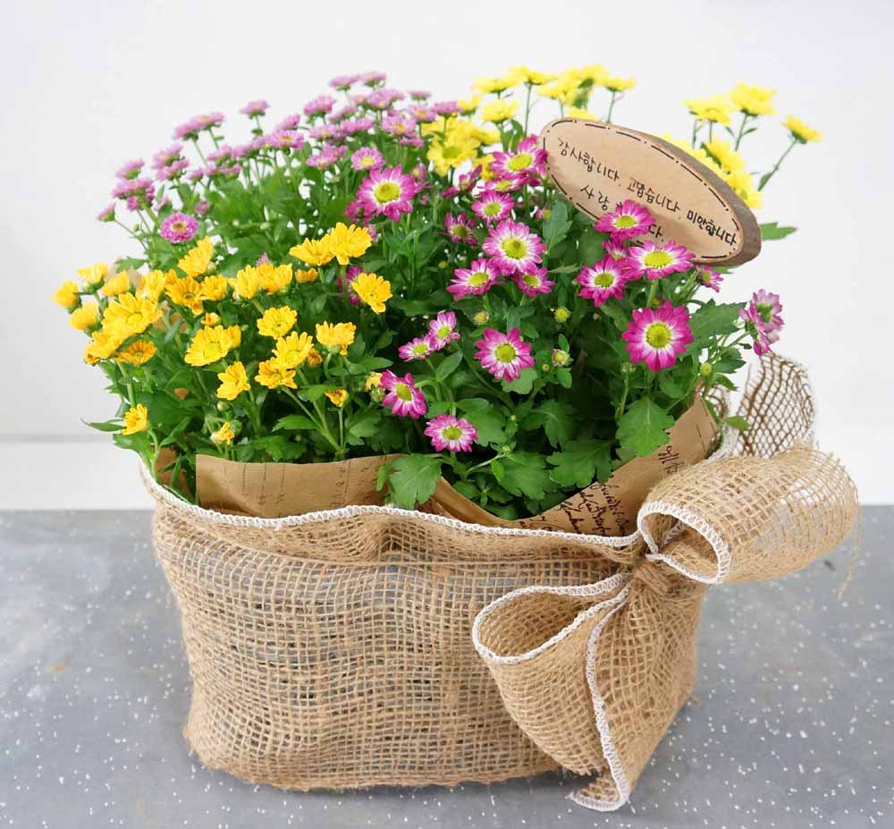 [ȭĹ]Garden gift basket - This is really cool looking!(   ü)  ɹ