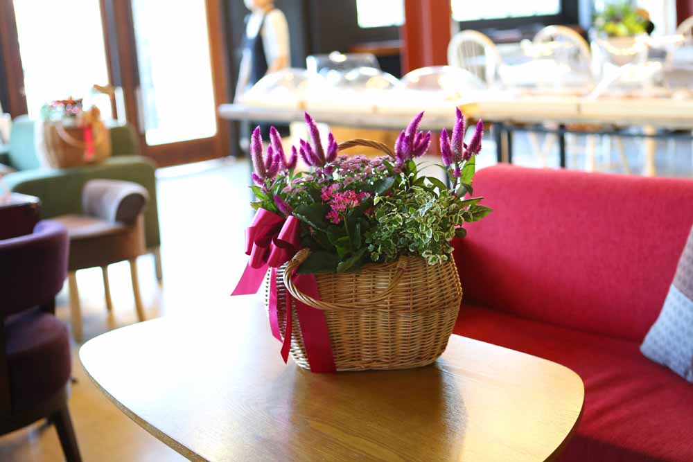 [ȭĹ]Garden gift basket - Can i do this in my apartment? Of course!!!- ü  ɹ