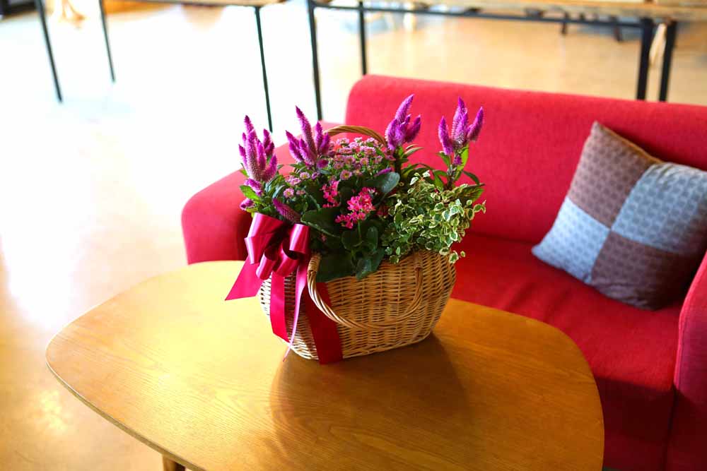 [ȭĹ]Garden gift basket - Can i do this in my apartment? Of course!!!- ü  ɹ