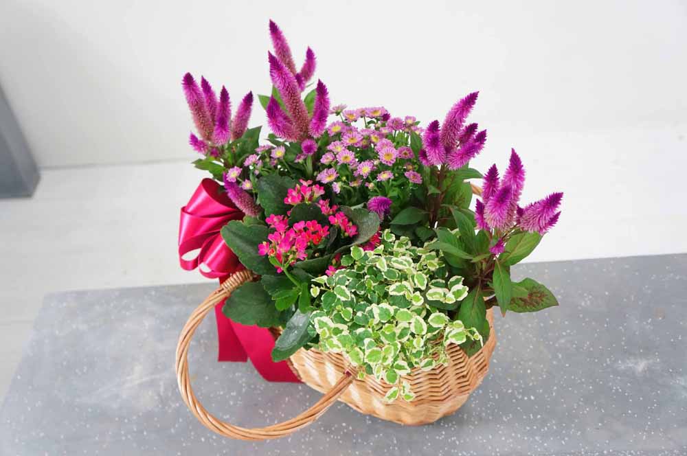 [ȭĹ]Garden gift basket - Can i do this in my apartment? Of course!!!- ü  ɹ