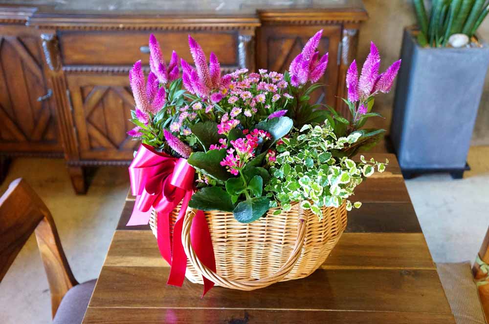 [ȭĹ]Garden gift basket - Can i do this in my apartment? Of course!!!- ü  ɹ