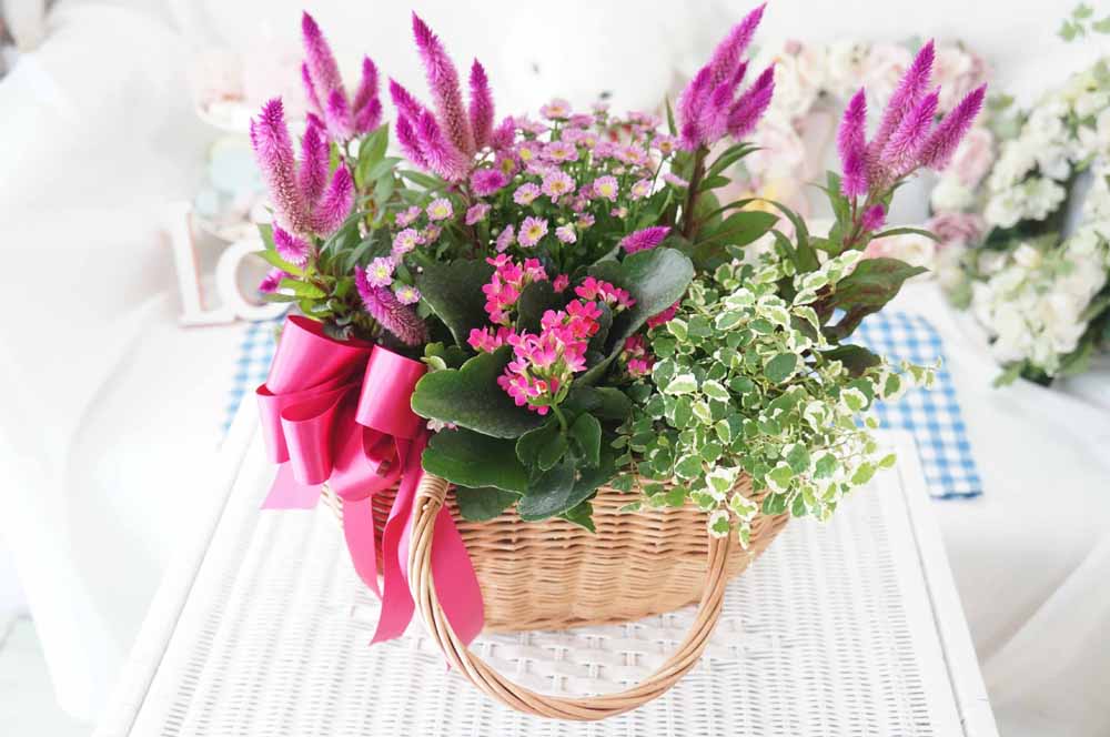 [ȭĹ]Garden gift basket - Can i do this in my apartment? Of course!!!- ü  ɹ