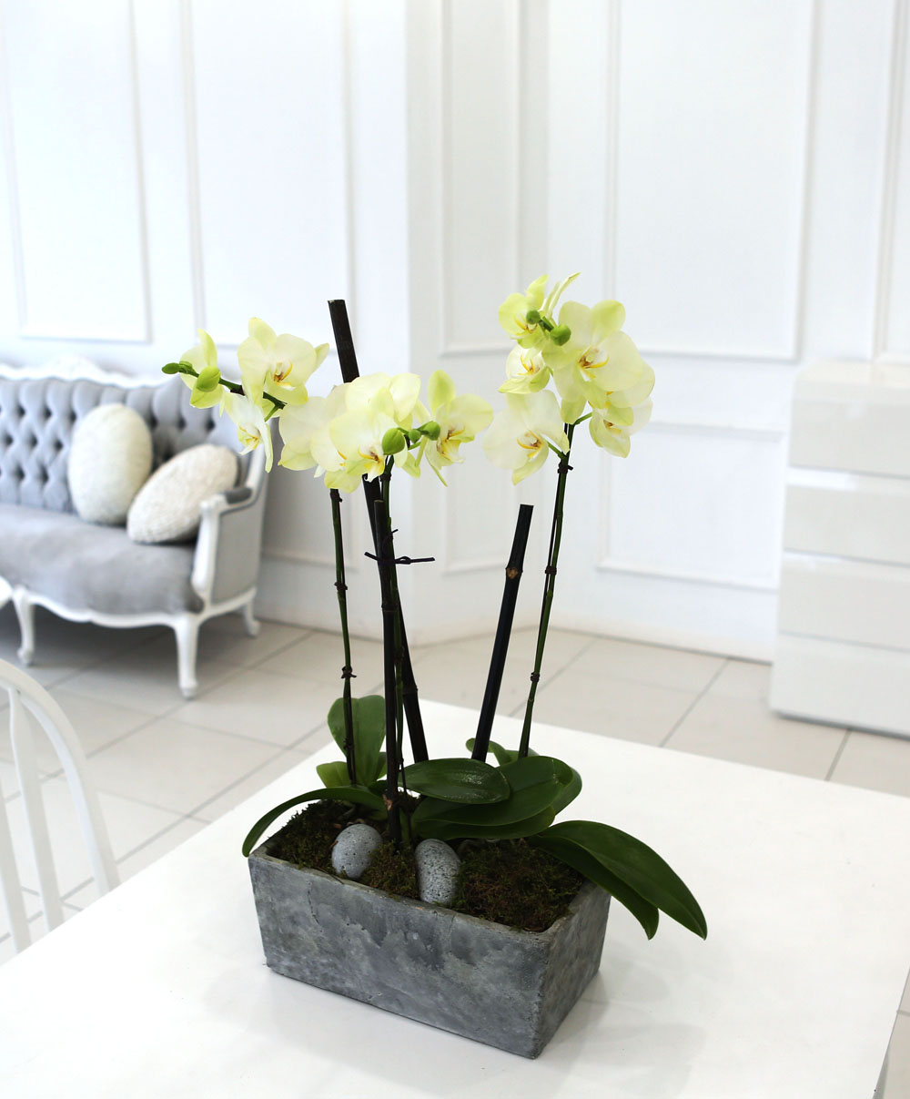 Living with flowers everyday - Newyork style Orchid Æ÷Ãá ²ÉÁý ²É¹è´Þ
