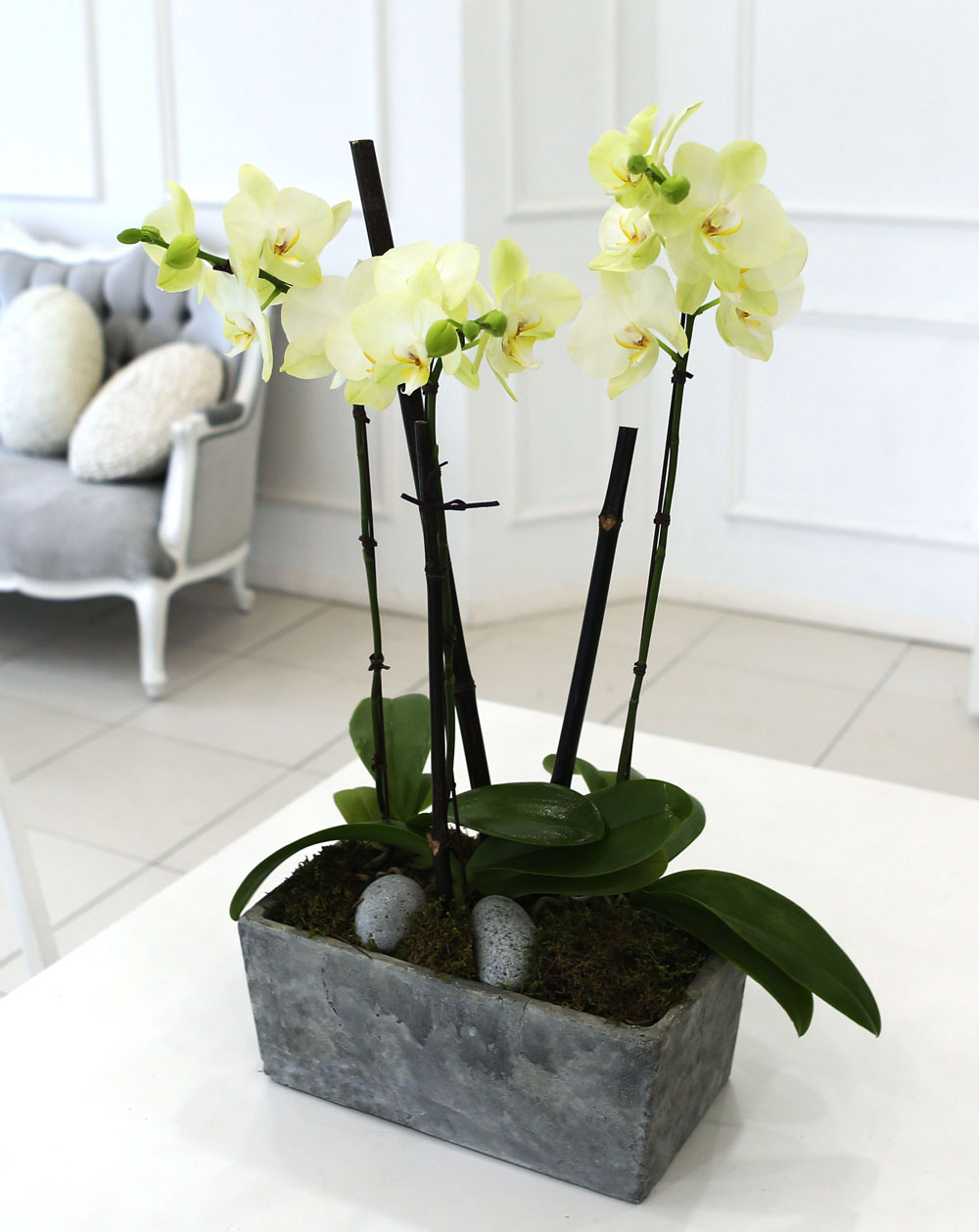 Living with flowers everyday - Newyork style Orchid Æ÷Ãá ²ÉÁý ²É¹è´Þ