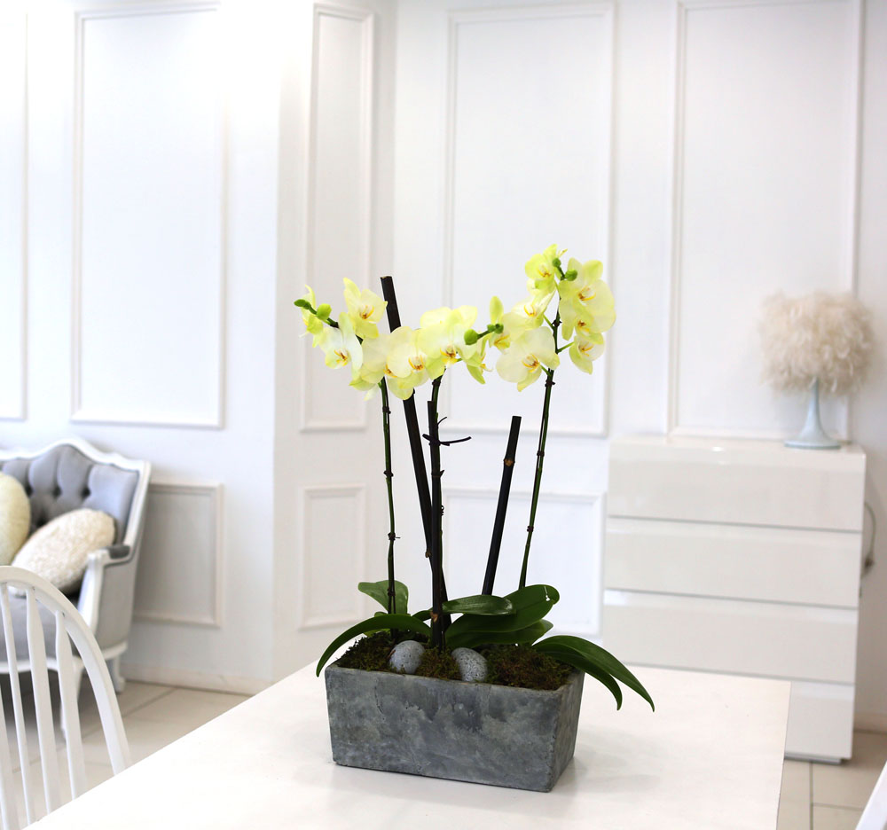 Living with flowers everyday - Newyork style Orchid Æ÷Ãá ²ÉÁý ²É¹è´Þ