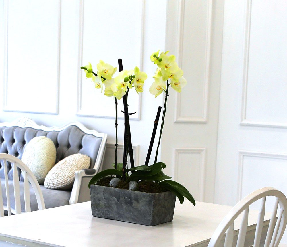 Living with flowers everyday - Newyork style Orchid Æ÷Ãá ²ÉÁý ²É¹è´Þ