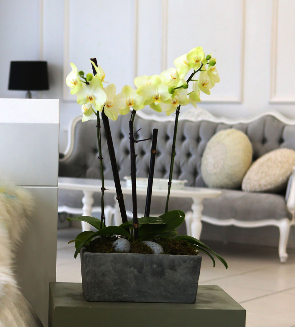 Living with flowers everyday - Newyork style Orchid Æ÷Ãá ²ÉÁý ²É¹è´Þ