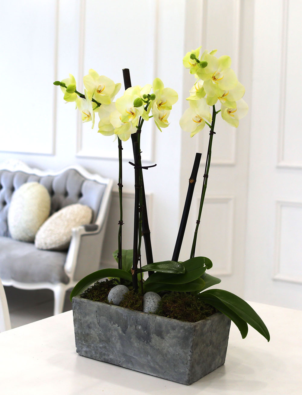 Living with flowers everyday - Newyork style Orchid Æ÷Ãá ²ÉÁý ²É¹è´Þ