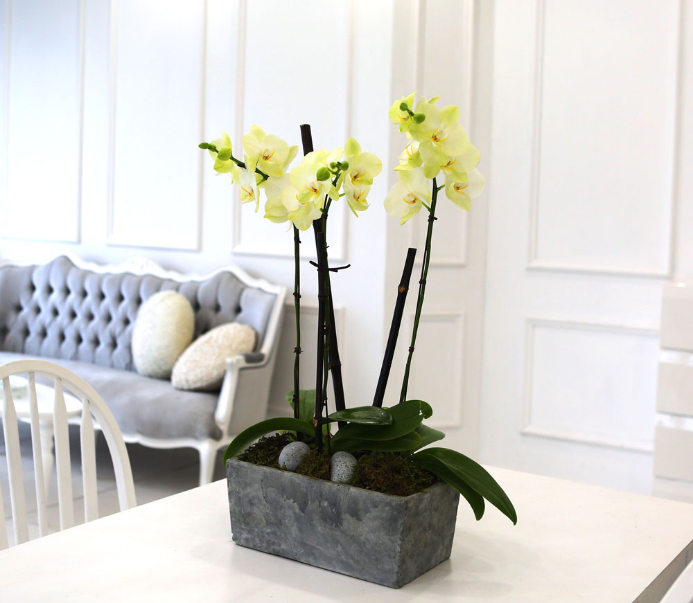 Living with flowers everyday - Newyork style Orchid Æ÷Ãá ²ÉÁý ²É¹è´Þ