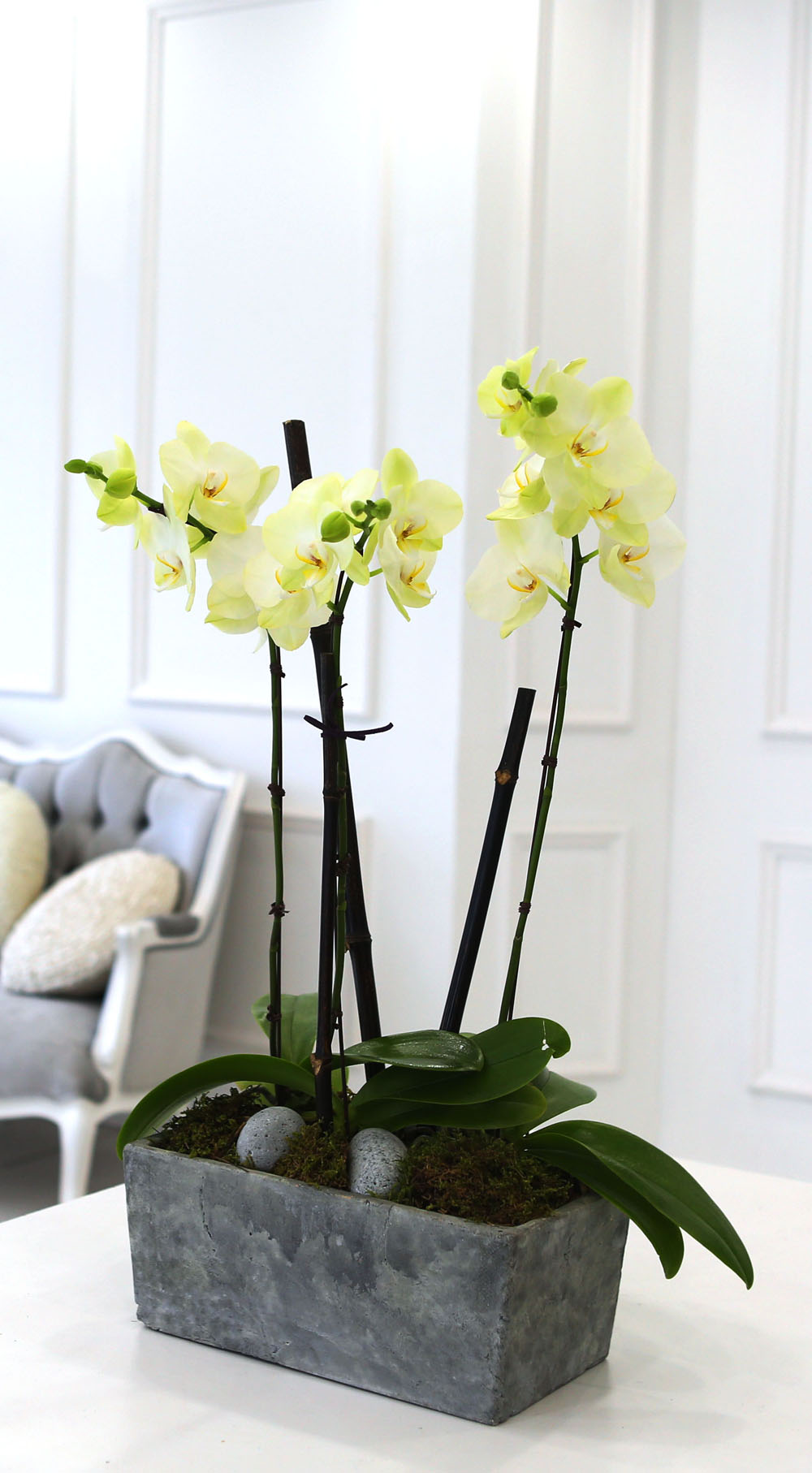 Living with flowers everyday - Newyork style Orchid Æ÷Ãá ²ÉÁý ²É¹è´Þ
