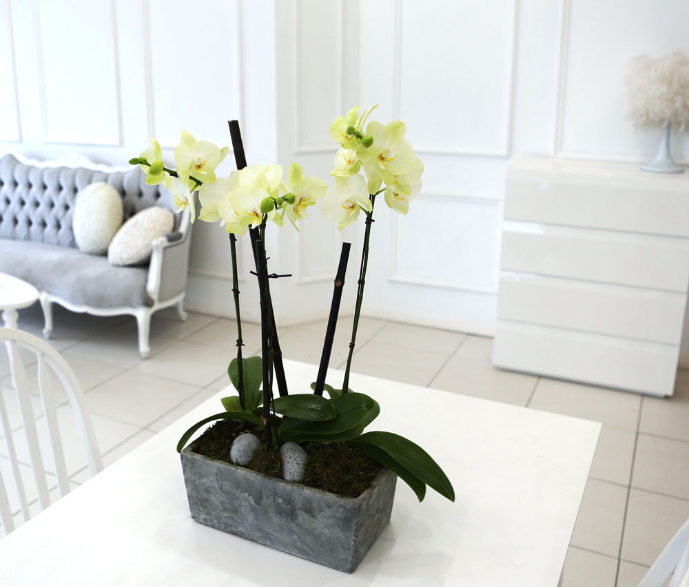 Living with flowers everyday - Newyork style Orchid Æ÷Ãá ²ÉÁý ²É¹è´Þ