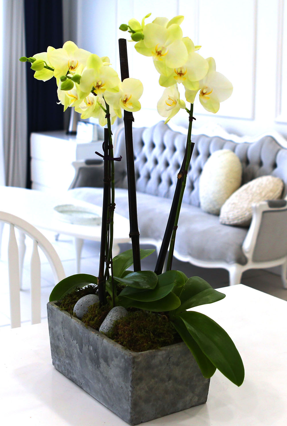 Living with flowers everyday - Newyork style Orchid Æ÷Ãá ²ÉÁý ²É¹è´Þ