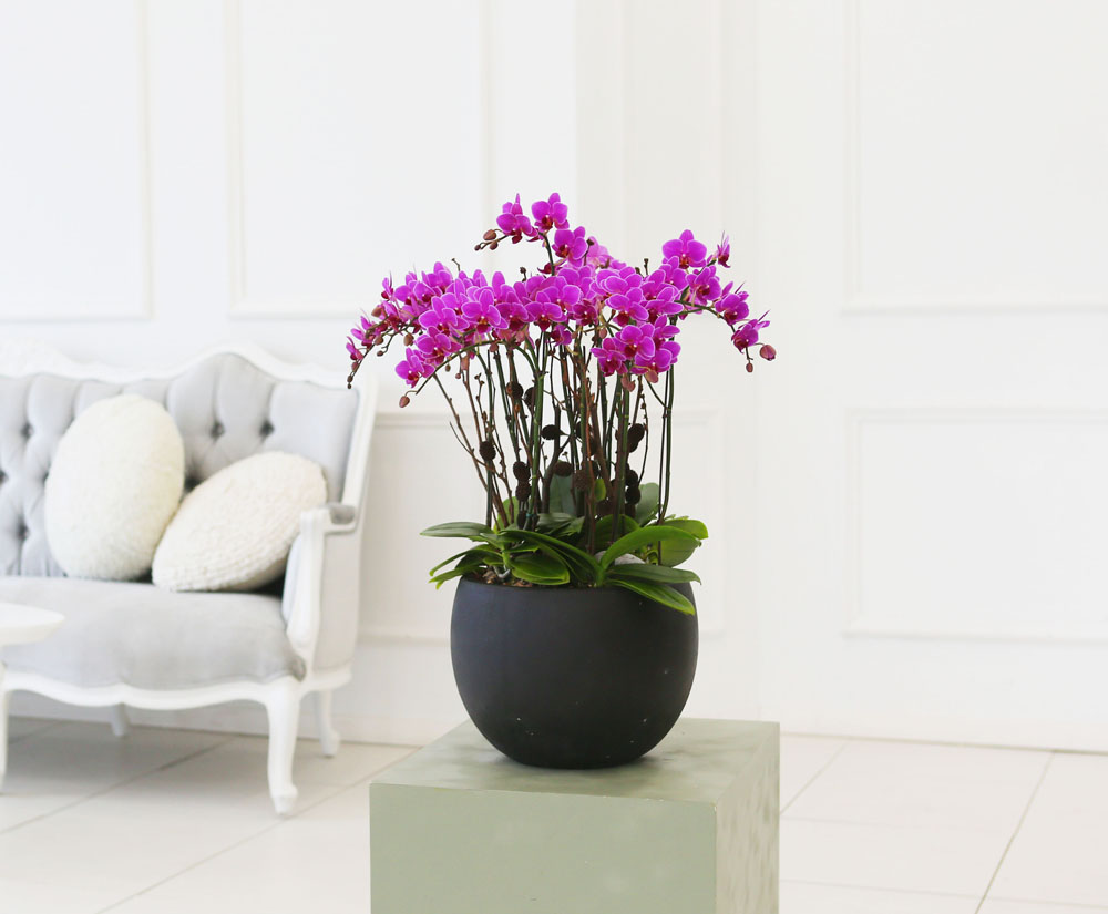 Living with flowers everyday - Newyork style Orchid ũƲ  ɹ