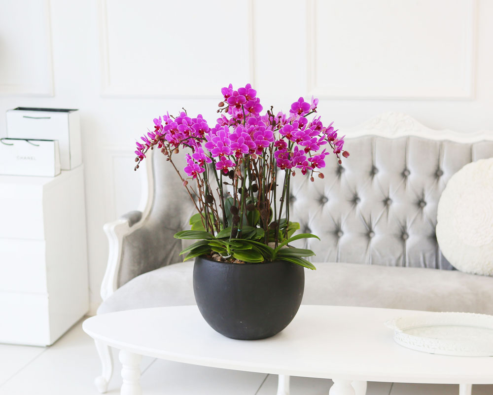 Living with flowers everyday - Newyork style Orchid ũƲ  ɹ