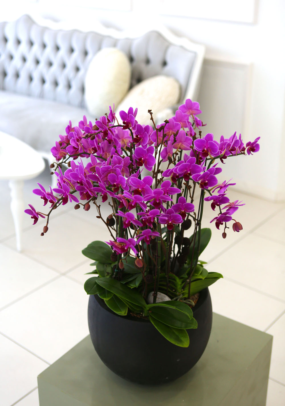 Living with flowers everyday - Newyork style Orchid ũƲ  ɹ