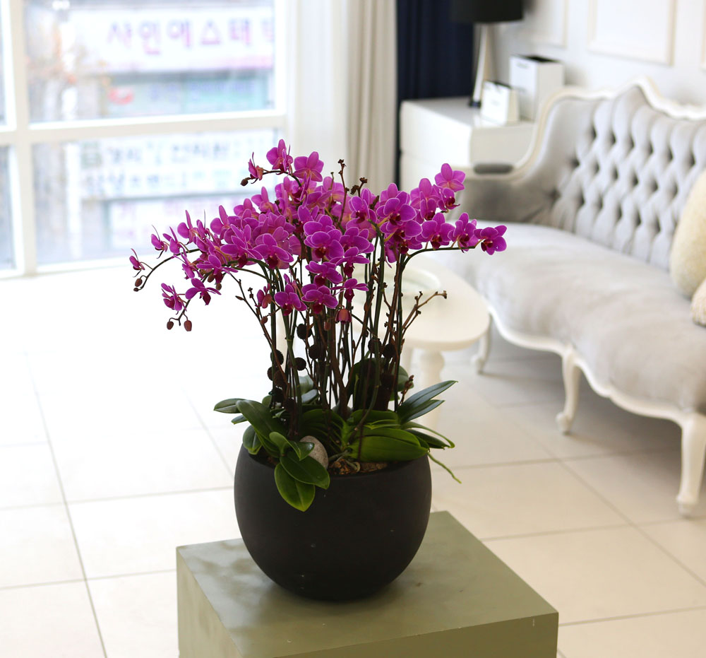 Living with flowers everyday - Newyork style Orchid ũƲ  ɹ