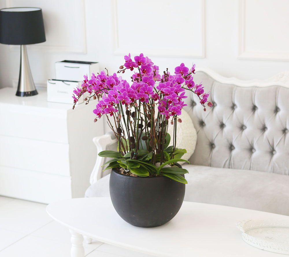Living with flowers everyday - Newyork style Orchid ũƲ  ɹ